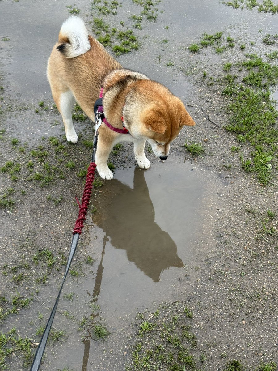 レフティー 低浮上気味 tweet media