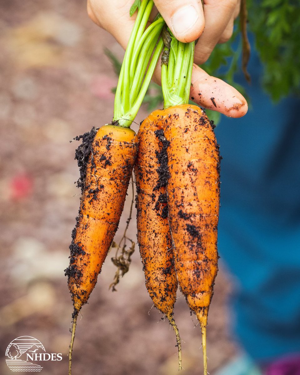 NHDES's tweet photo. Do you know if your vegetable garden's soil is free from lead? Attend a soilSHOP event to find out! Upcoming events include @NHfishandgame's Discover Wild New Hampshire Day on April 18, and at @nashualibrary’s Sustainability Fair on April 25. More info: https://t.co/XVdafkpbry 🌱 https://t.co/qo4mW8asVa