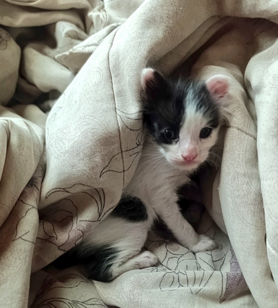 Koa La Nde Michi 😺😸😽😼😻 tweet media