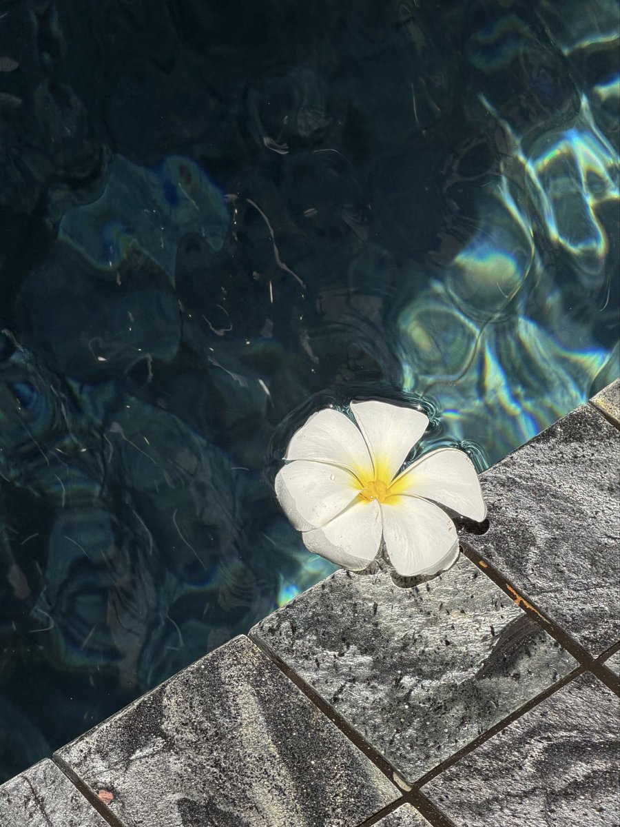 tom 🪩 tweet media