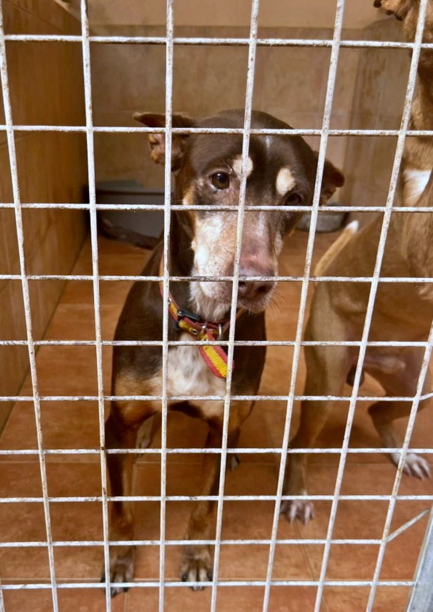 SOS Abuelos tweet media