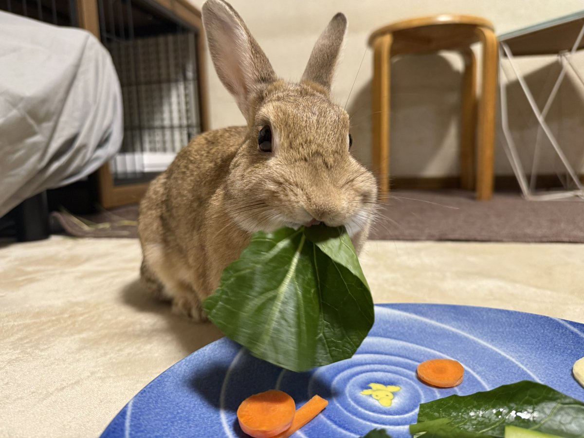 ちくわMark2 tweet media