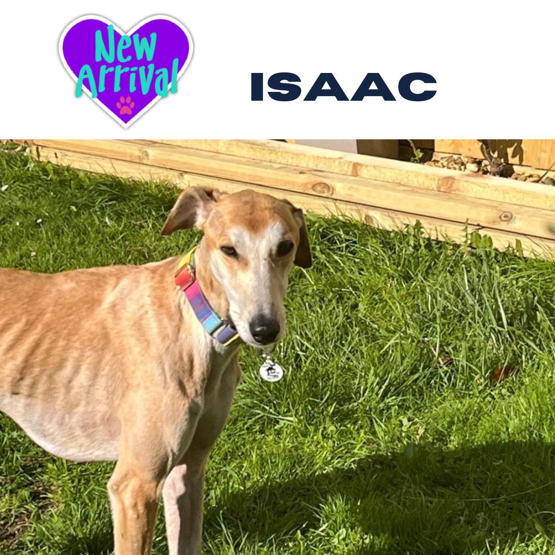 AlmostHome_Dog's tweet image. New arrival #MixedBreed Isaac almosthome.dog #NorthWales #RescueDog #dogrescue