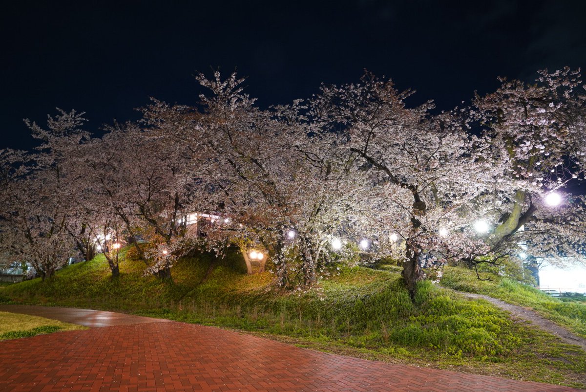 suno (すの) tweet media