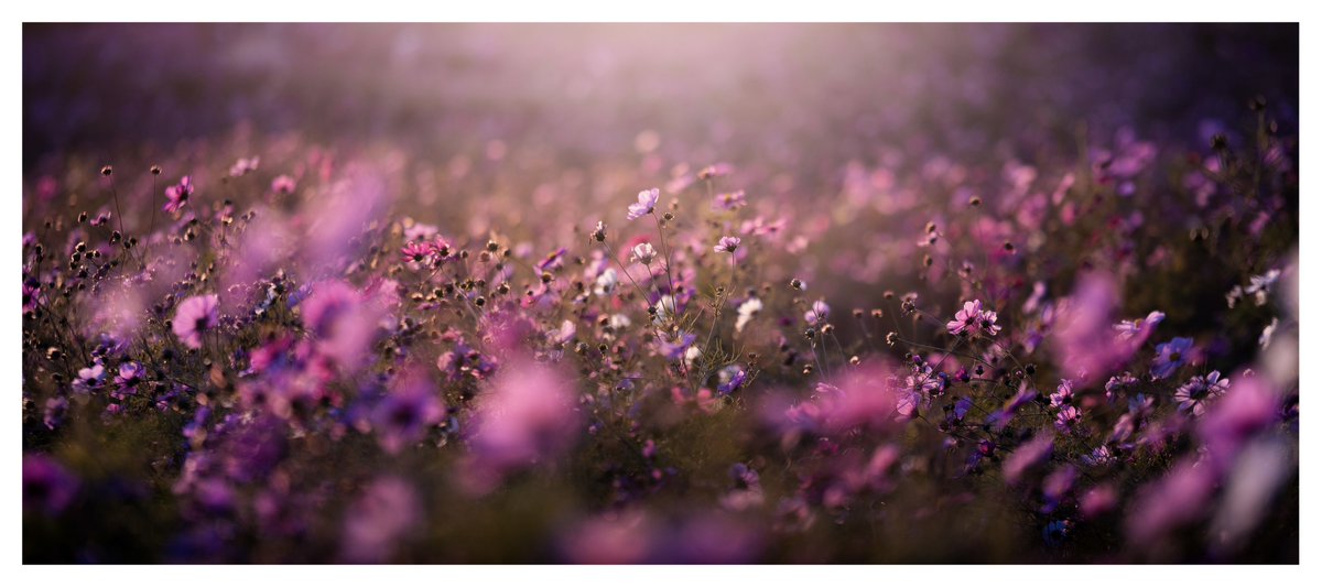 Canon_mi's tweet image. #愛用レンズを画像付きで布教する

SIGMA 85mm F1.4 DG DN | Art
ポトレレンズ？違います、なんでも撮れる魔法のレンズです
サイズ、描写、逆光耐性、コスパ、総合力でこれを超える85mmはない！