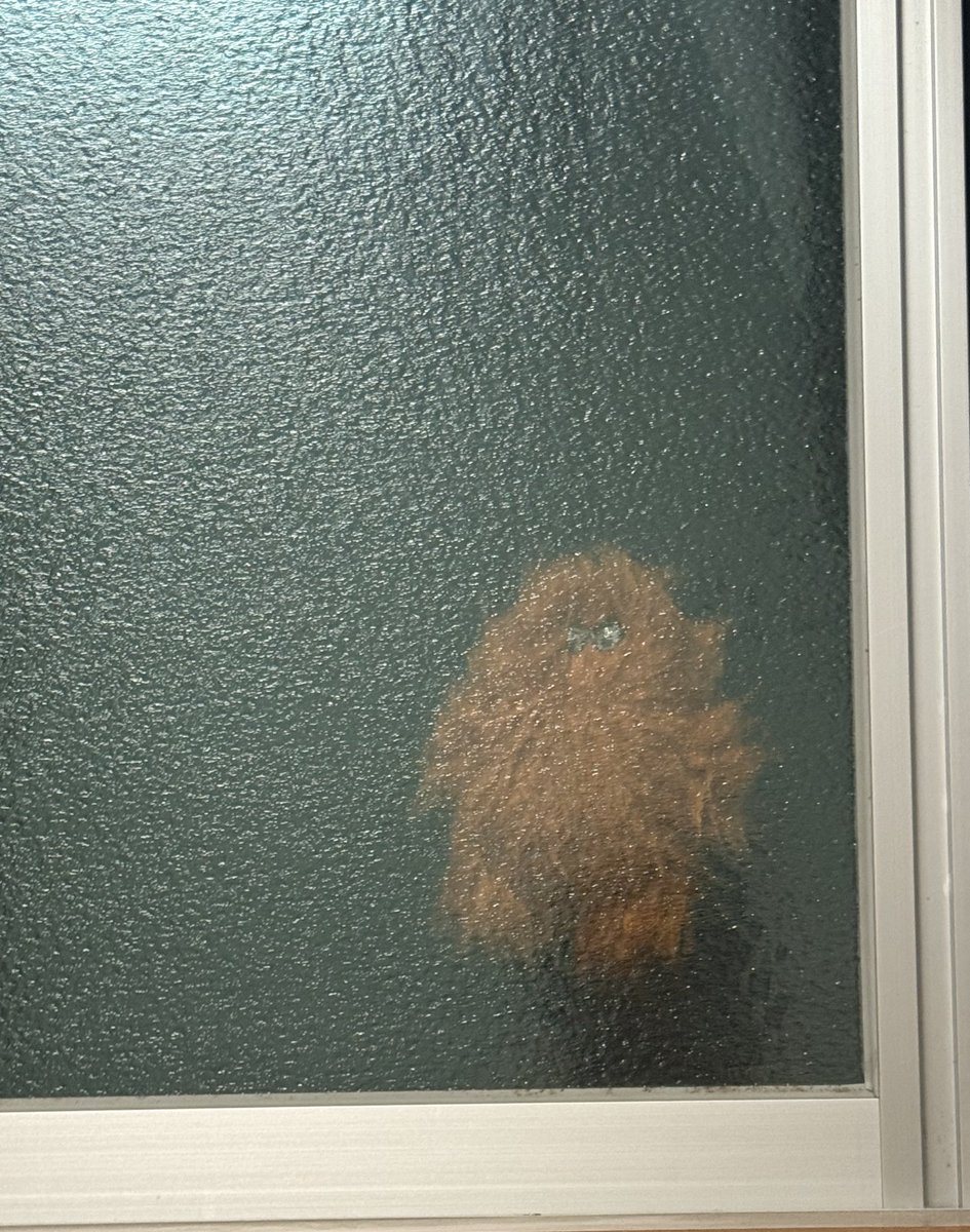 ふうちゃんぱぱ tweet media