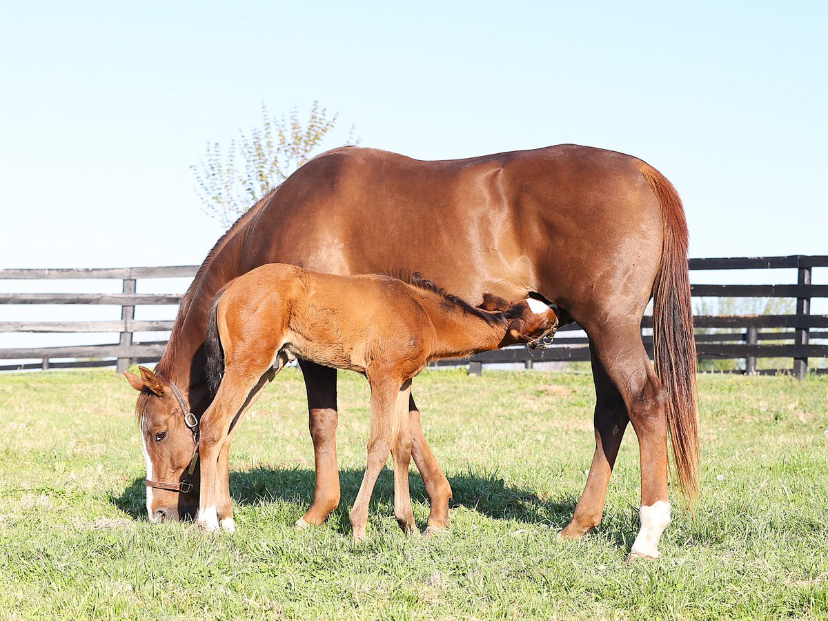 JenRoytz's tweet photo. Multiple Peruvian G1 winner and Champion Juliana gave us a beautiful (and big!) More Than Looks colt last month. 

He plays hard, sleeps hard and has developed a talent for "horizontal grazing" https://t.co/BPkiGRAWKF