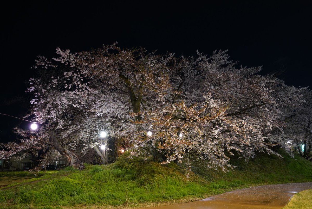 suno (すの) tweet media