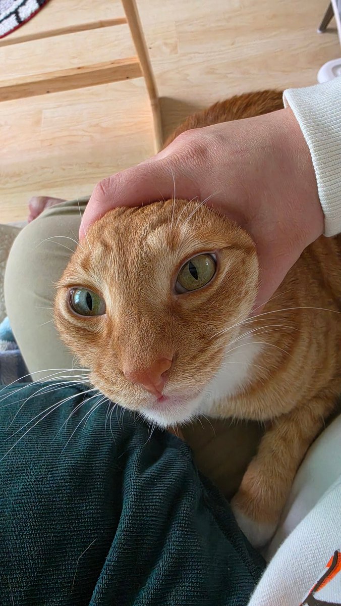 Cat___Wasabi's tweet photo. @fukuroupiyopiyo 반가워요! 저희 아이들 이름은 와사비와 마요네즈예요. 저도 제가 두 소스를 정말 좋아해서 그렇게 이름을 지었어요 https://t.co/xlaEhymKLi