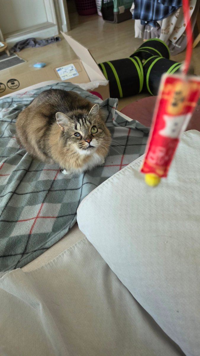 Cat___Wasabi's tweet photo. @fukuroupiyopiyo 반가워요! 저희 아이들 이름은 와사비와 마요네즈예요. 저도 제가 두 소스를 정말 좋아해서 그렇게 이름을 지었어요 https://t.co/xlaEhymKLi