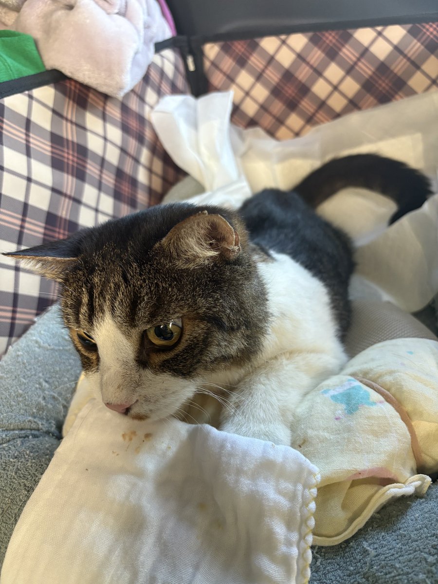 とも君ののんびりリハビリ生活 tweet media