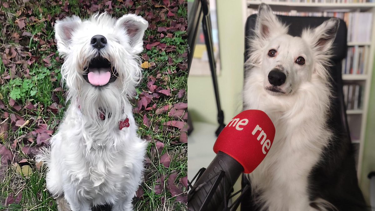 Documentos RNE tweet media