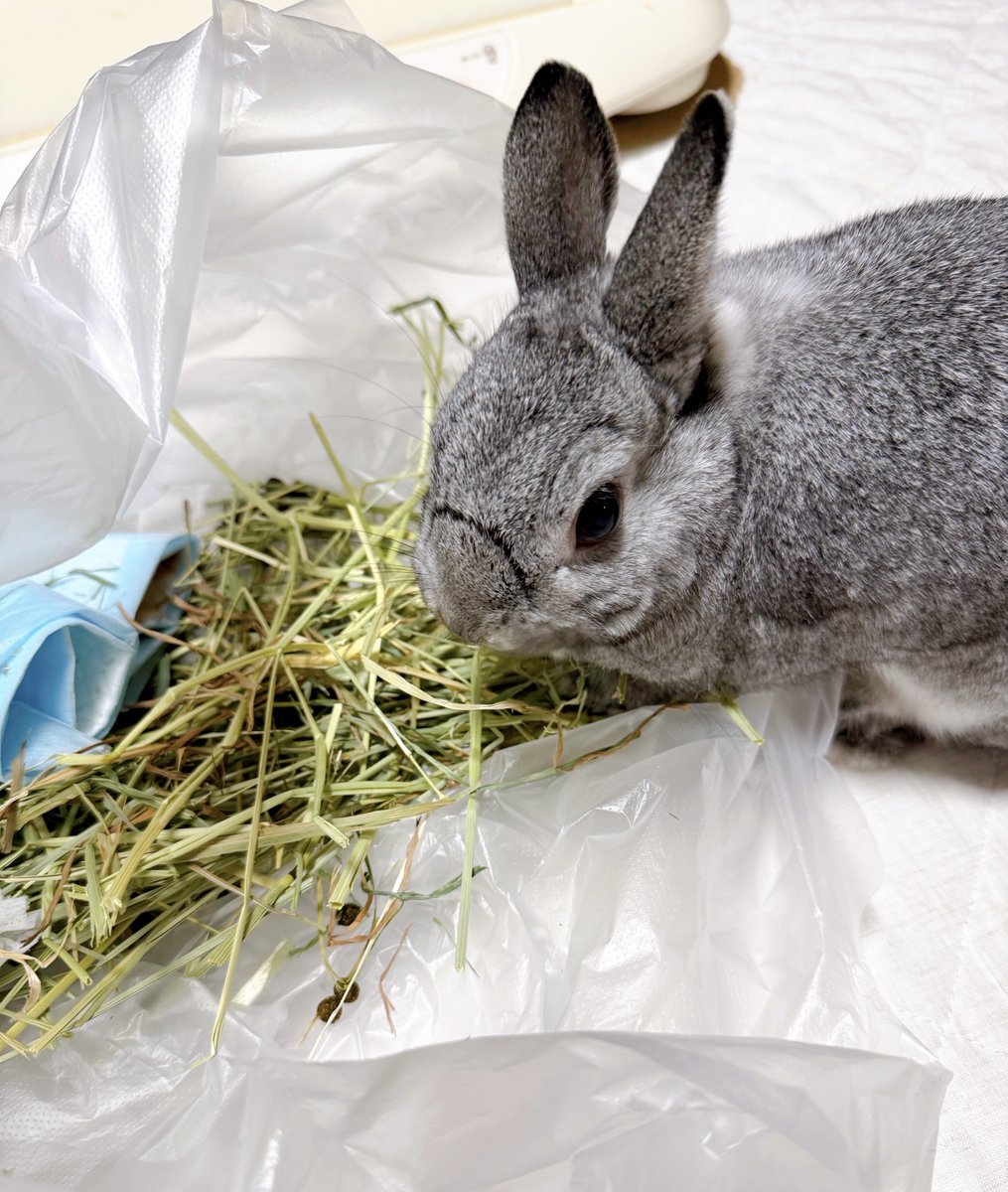 바람（baram）ちゃん tweet media