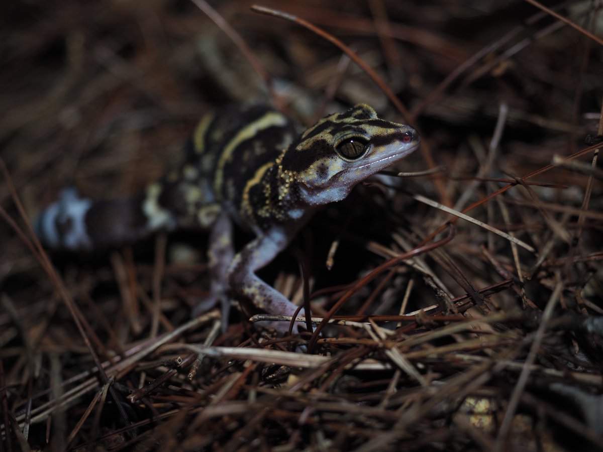 ビンタロちゃん tweet media