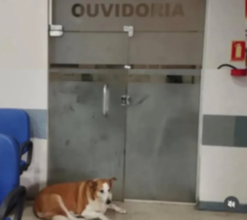 Todo Dia Cães tweet media