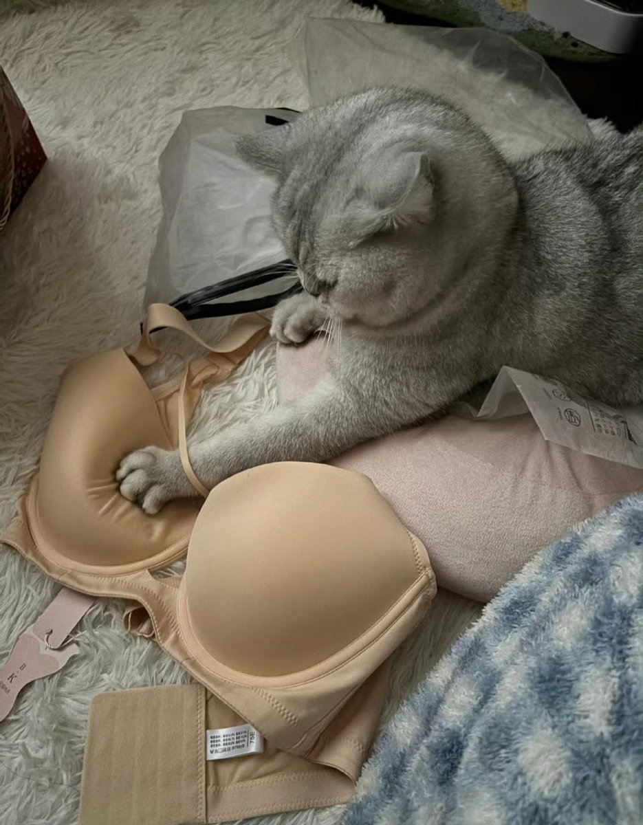 清风撩佳人 tweet media