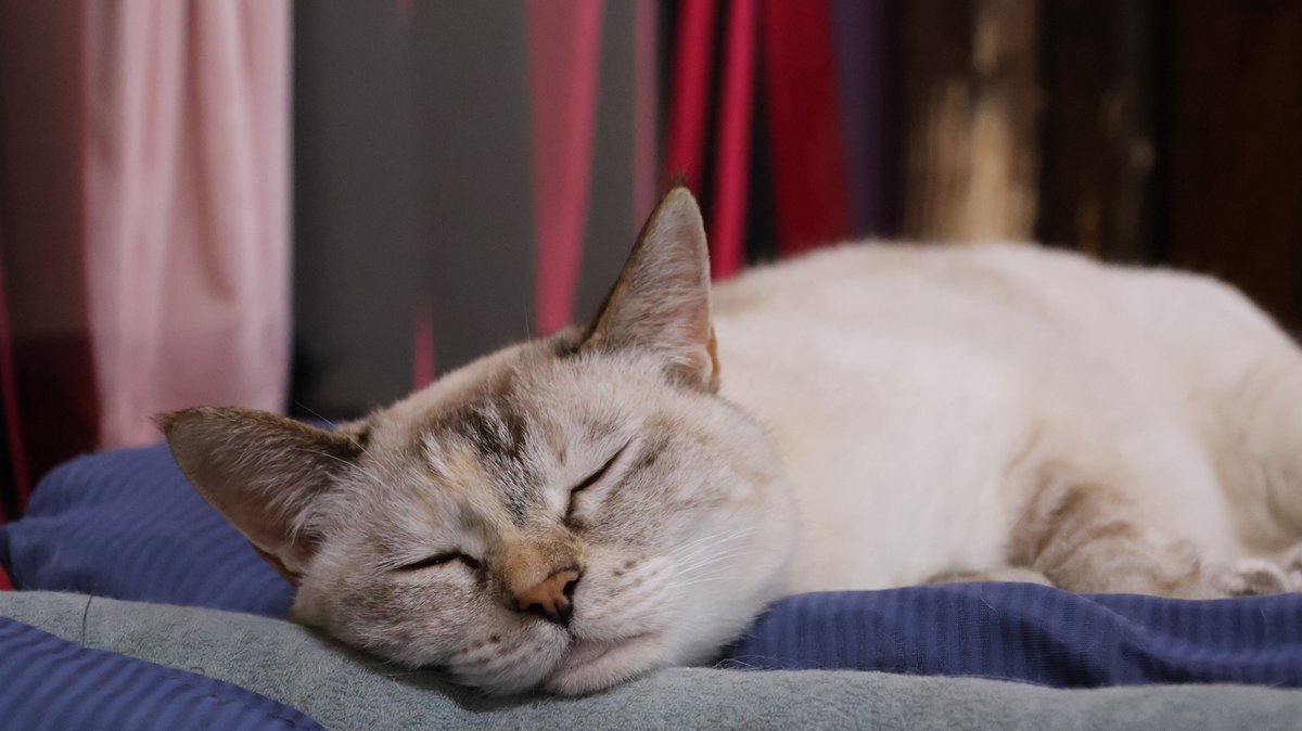 にゃんたまチャンネル@猫と遊べる温泉旅館 tweet media