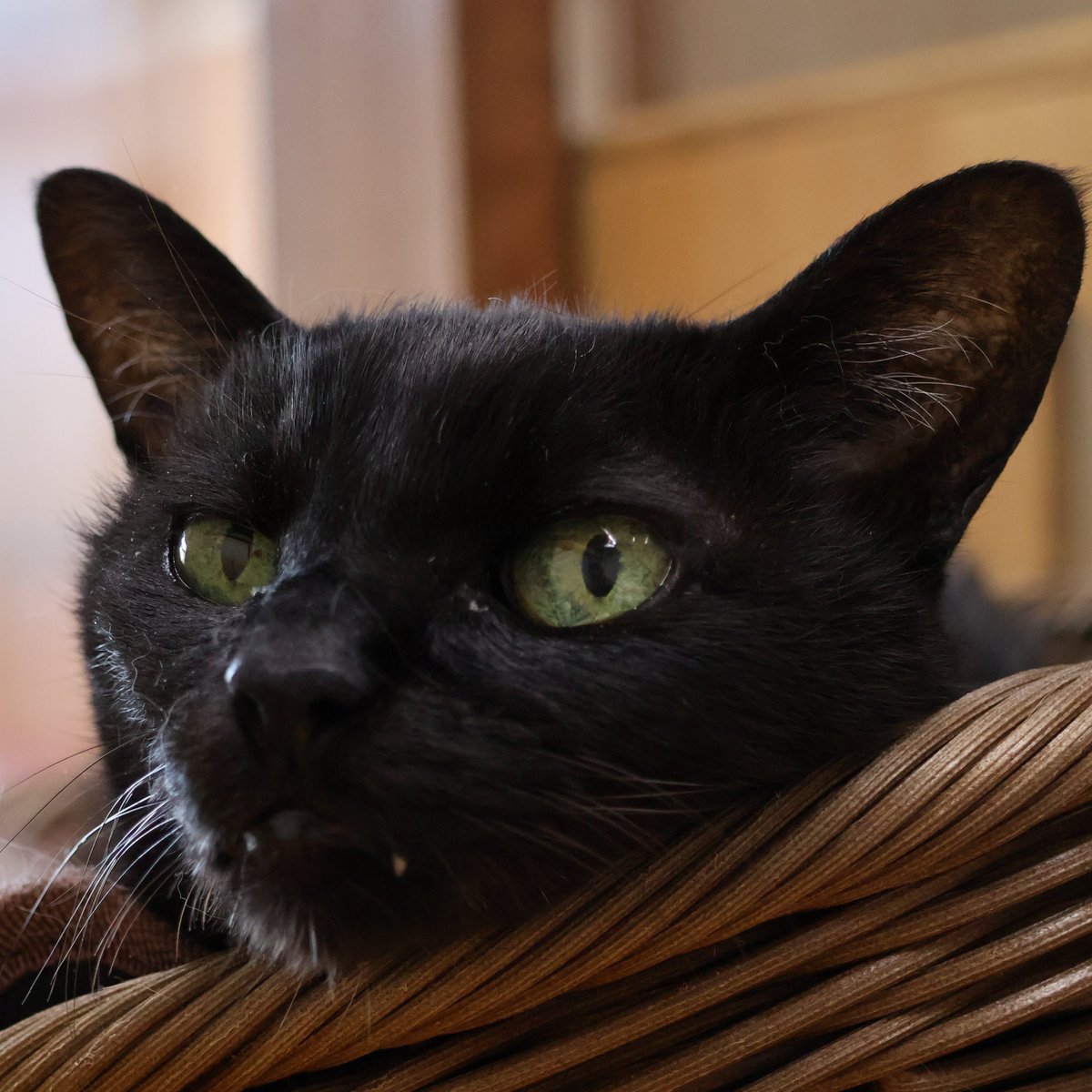 にゃんたまチャンネル@猫と遊べる温泉旅館 tweet media