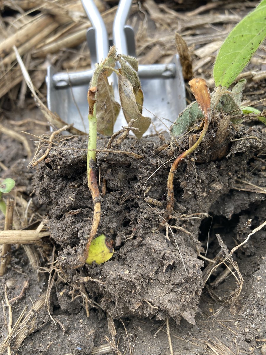 CropNetwork's tweet photo. "...every [seed treatment] product has limitations and may not always work as intended. Conversely, a user may expect a product to work in a manner it was not designed for. In this publication, we answer some common questions that emerge when soybean plants do not."

From "Seed Treatments: Questions that Emerge When Plants Don’t" at https://t.co/qwp8zqex7a by @cropdoc08 @dsmuelle @cropdisease @MartinChilvers1 @DylanMangel @badgercropdoc @AlbertTenuta @baldpathologist @MandyBish1 @MahDuffeck @travisfaske @maddishires @alabamaED @DTelenko @BisonBeanDoc +more

@TheSCNCoalition @OntarioSoilCrop @ISUExtension @UKAgriculture  #USSoy