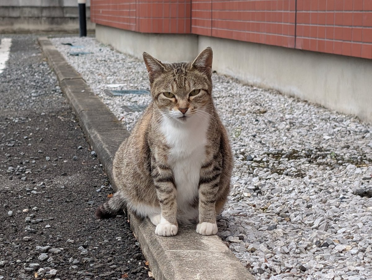 花笑婆（ﾊﾅｻｹﾊﾞｰ） tweet media