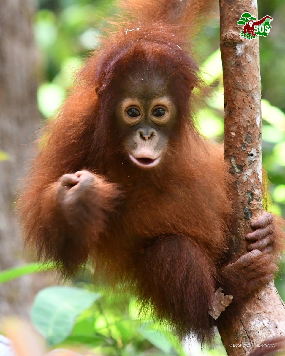 Kitty 🦧 tweet media