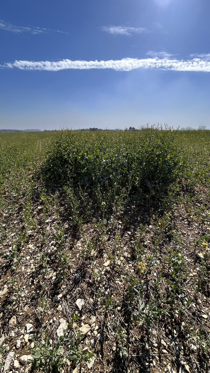 OlivierCOSTE2's tweet photo. Après mon #TDP,chez une #Agriculture de la #ZoneIntermédiaire @BONNIN1402.
Je lui avais donné mon diagnostic,que son #Colza avait un problème avec le #Frigo.
Vous avez madame @AnnieGenevard,une partie du problème et cette situation n’est pas la seule dans l’Yonne.
#VisMaVieDeArc https://t.co/gtjAPqDaFB