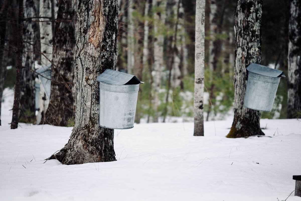 Tree Canada tweet media
