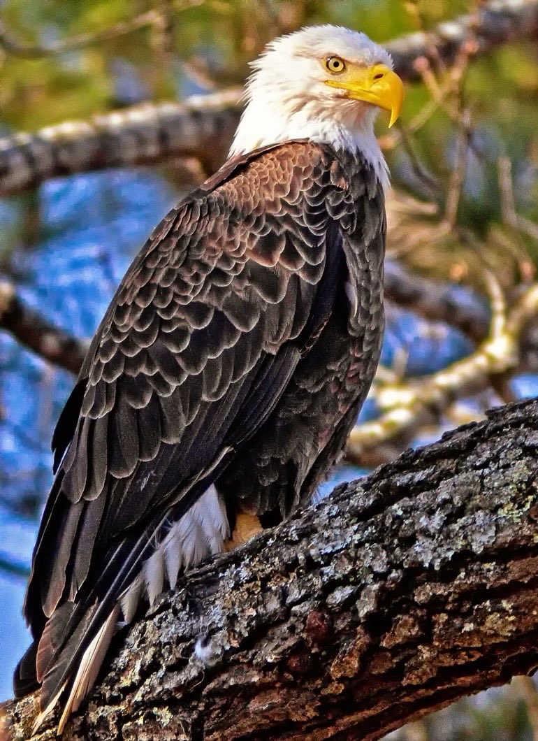 Carol M. Swain, PhD tweet media