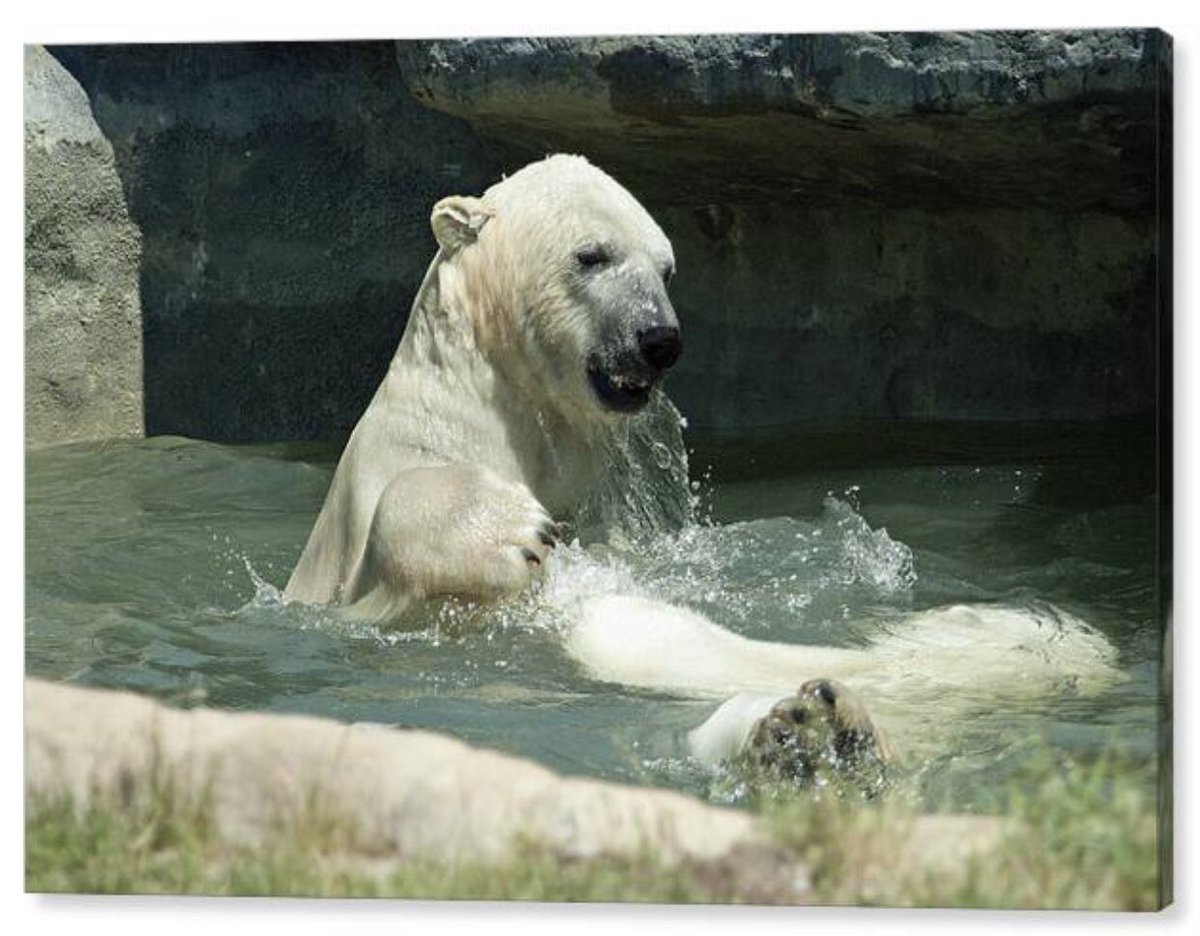 shonna99784's tweet image. A Polar Bear Plays - Toronto Zoo - Canvas Print shonnahawkinsphotography.com/featured/a-pol…

This work is available to order as a professional print at the link.

#PolarBear #Plays #TorontoZoo #CanvasPrint #ShonnaHawkins