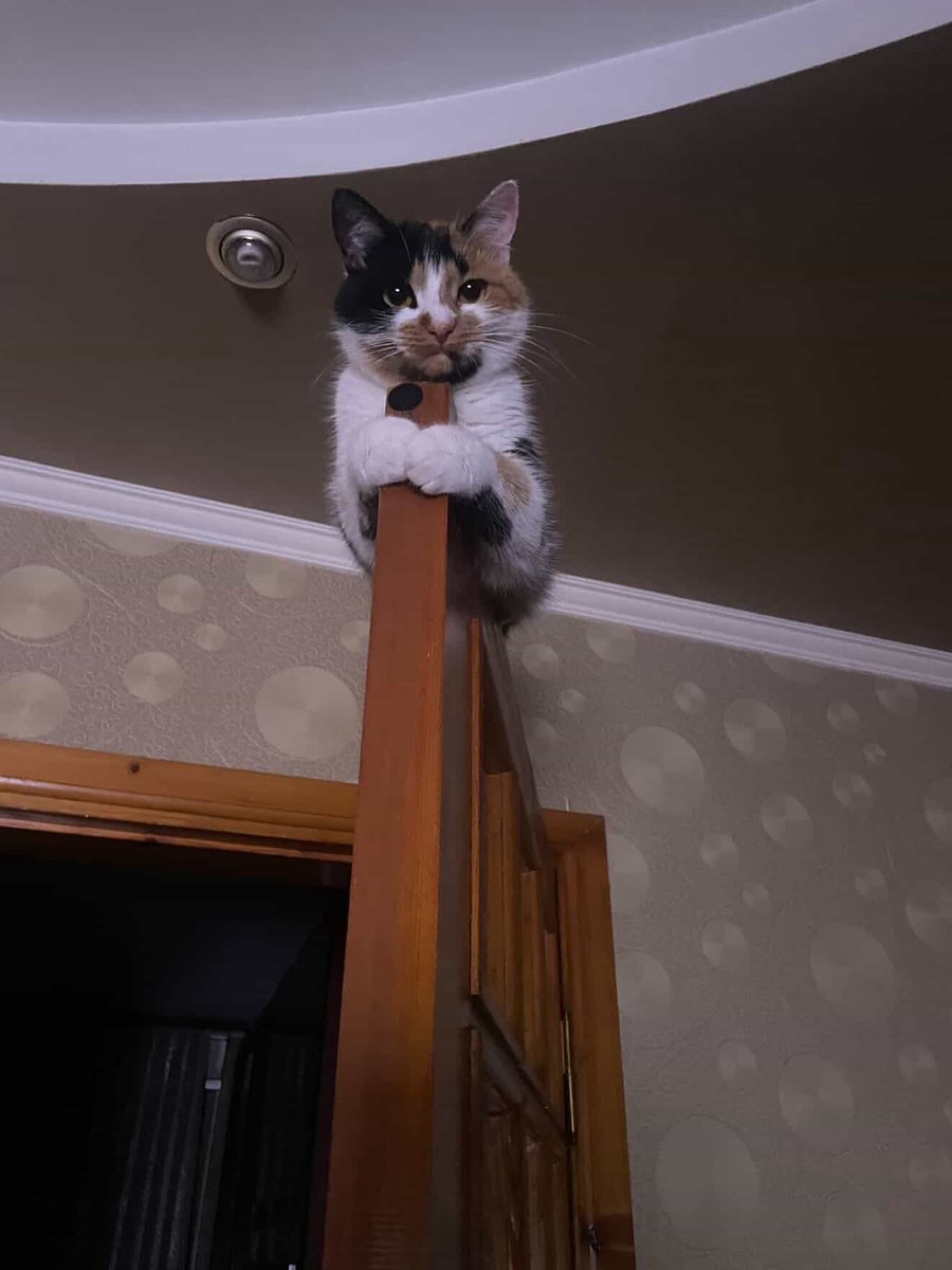 ГО «Пухнасті обійми» tweet media