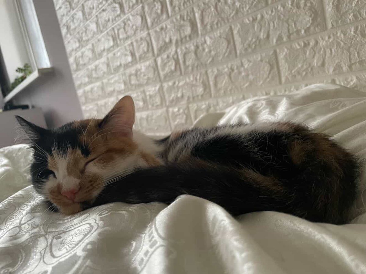 ГО «Пухнасті обійми» tweet media