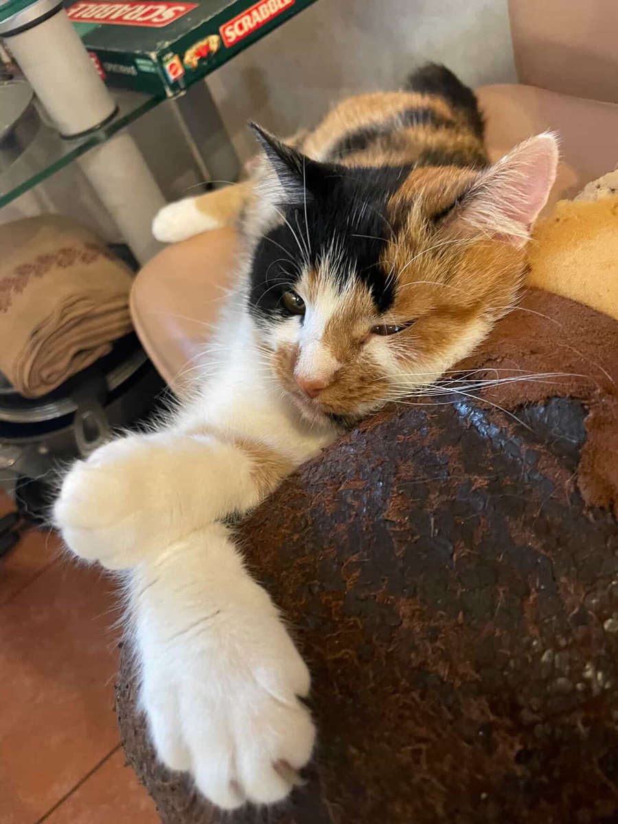 ГО «Пухнасті обійми» tweet media