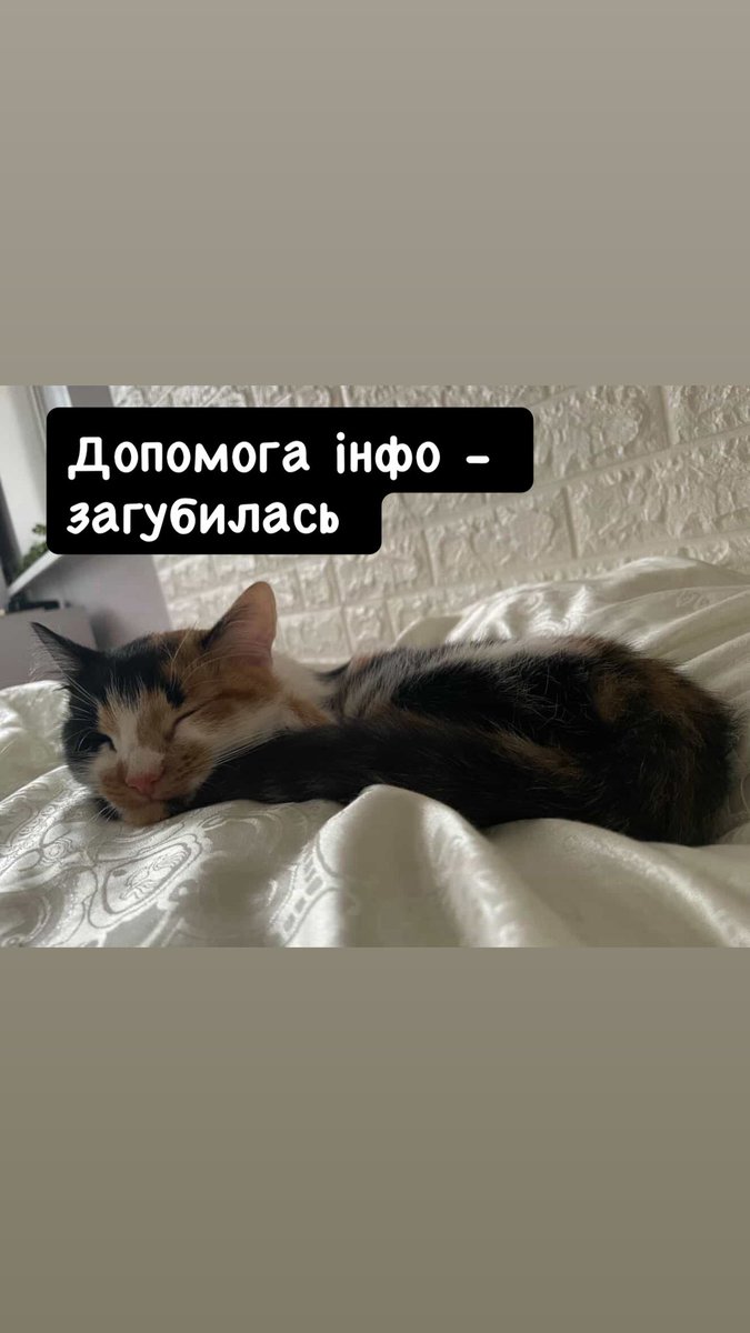 ГО «Пухнасті обійми» tweet media