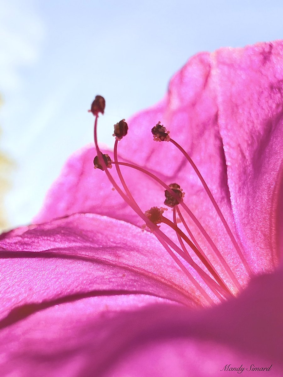 Mandy Simard tweet media