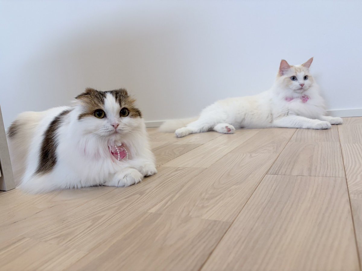 ディルとナッペ🐱ひとんちのねこ垢w tweet media