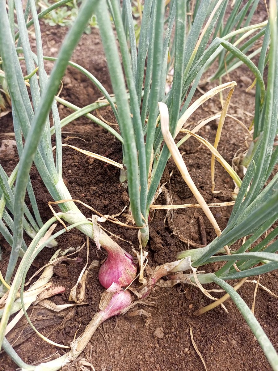 Arthur Kay (Kugumisiriza) tweet media