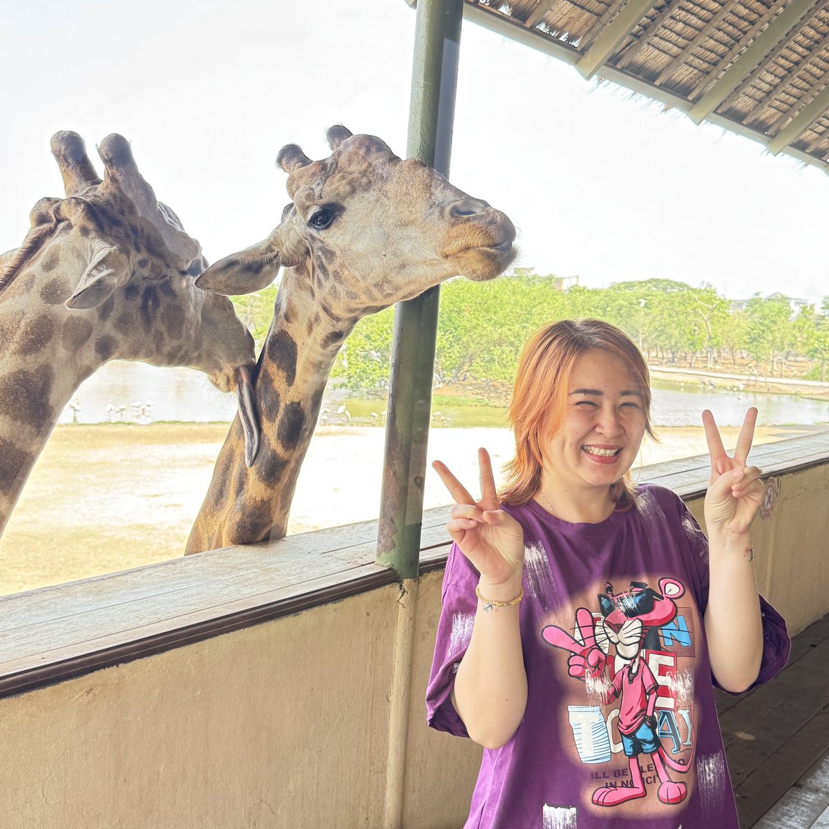 MayAthena2's tweet photo. Had the best day at Safari World &amp; Marine Park 🐾✨
Feeding and petting the animals was such a wholesome experience 🥹💛

#SafariWorld #MarinePark #Bangkok #AnimalLovers #GoodVibes https://t.co/NXaUOZvjul