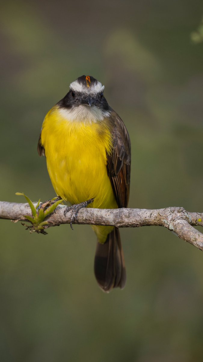 Herman Amaya tweet media