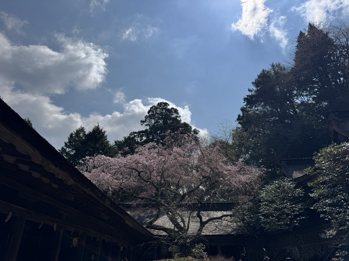 観桜期の吉野に初めていったよん🌸