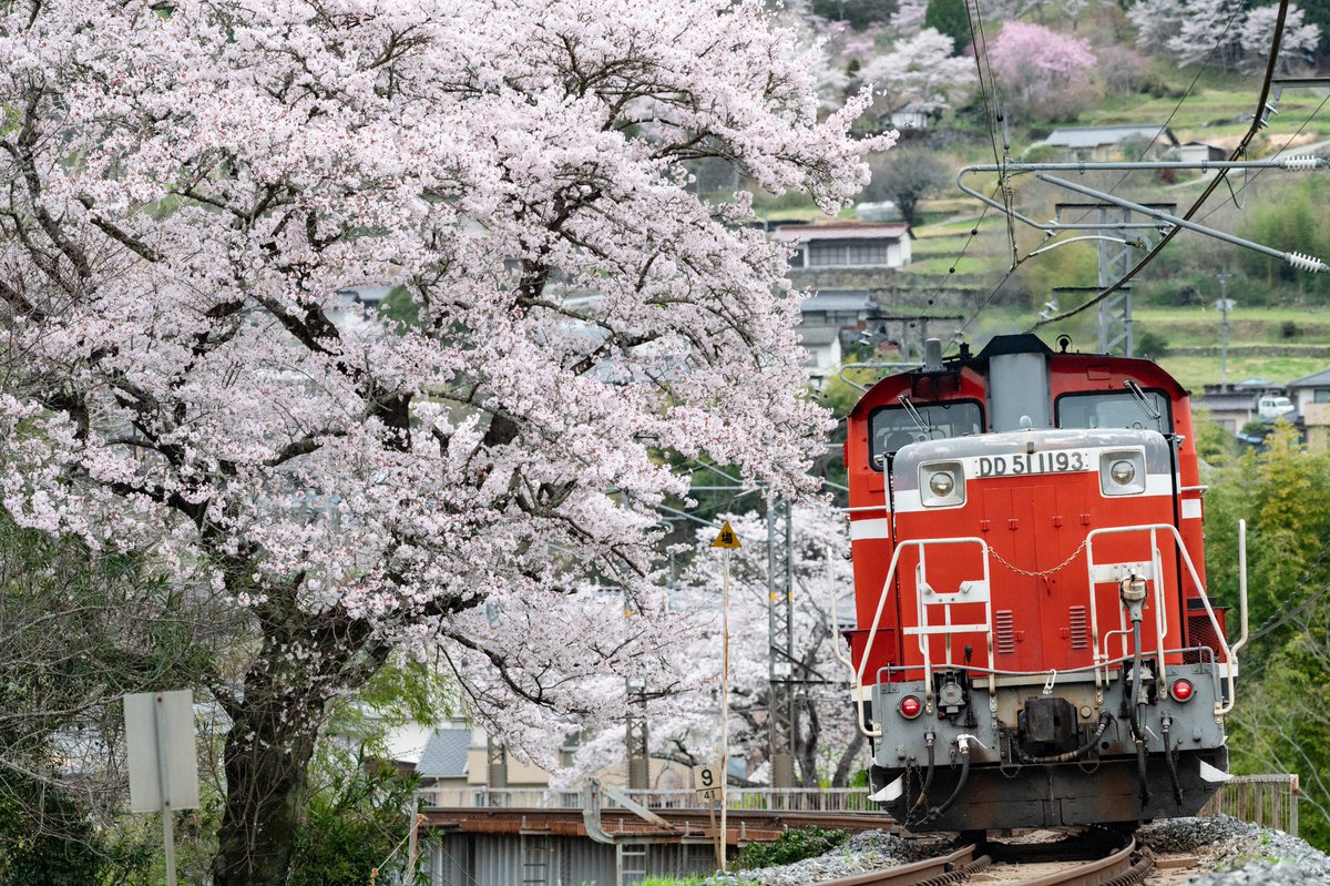 桜が美しい季節に伯備線を往く宮原凸、
意外とチャンスが無く、ずっと待ち望んでいた光景。

2026.04.01

単9871
DD51 1193[宮] (DE10 1161京都鉄博展示に伴う牽引機回送)