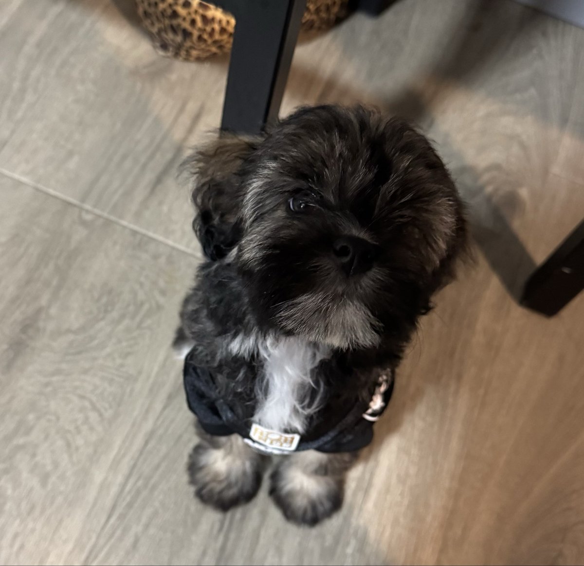 inkedmauiraider's tweet photo. My new #lowchen puppy #gucci and look she’s already a @Raiders fan with her @CrosbyMaxx jersey https://t.co/PxnMyzlnwh