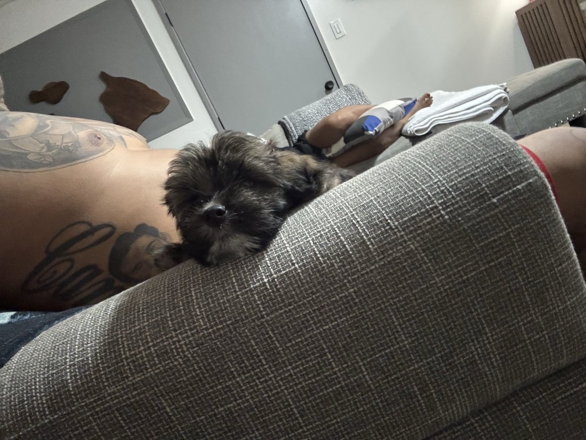 inkedmauiraider's tweet photo. My new #lowchen puppy #gucci and look she’s already a @Raiders fan with her @CrosbyMaxx jersey https://t.co/PxnMyzlnwh