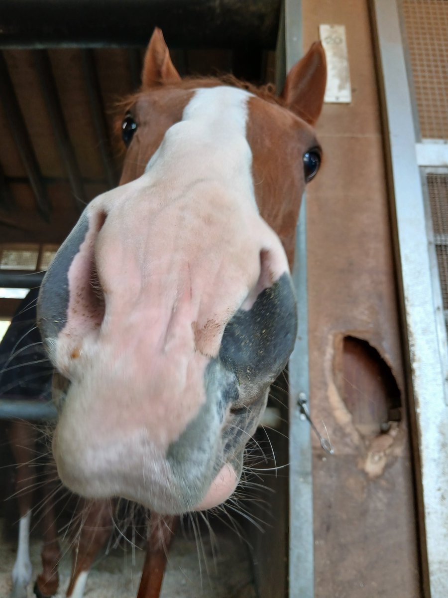 山下優(スポーツ報知)🏇 tweet media