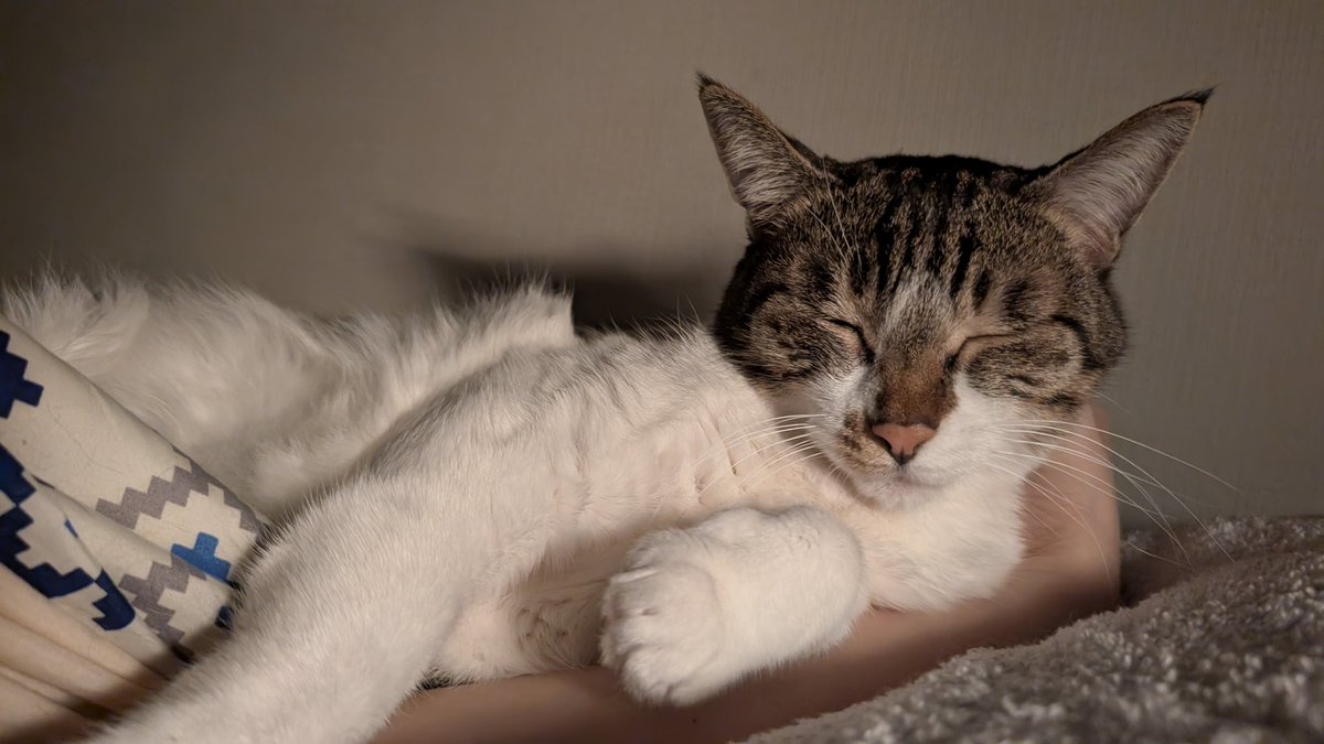 野良さん@握力3.zip tweet media