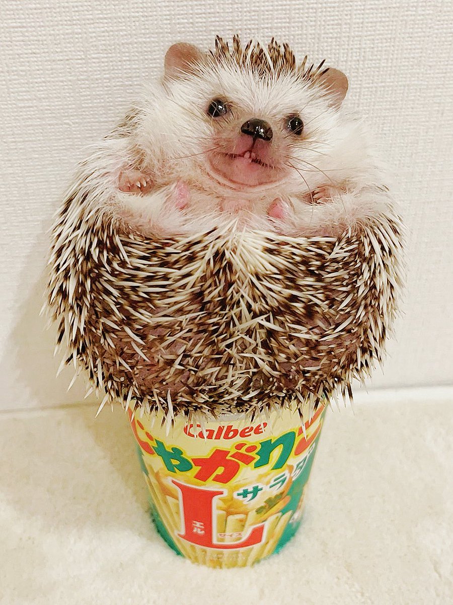 はちとテン🐰🦔 tweet media