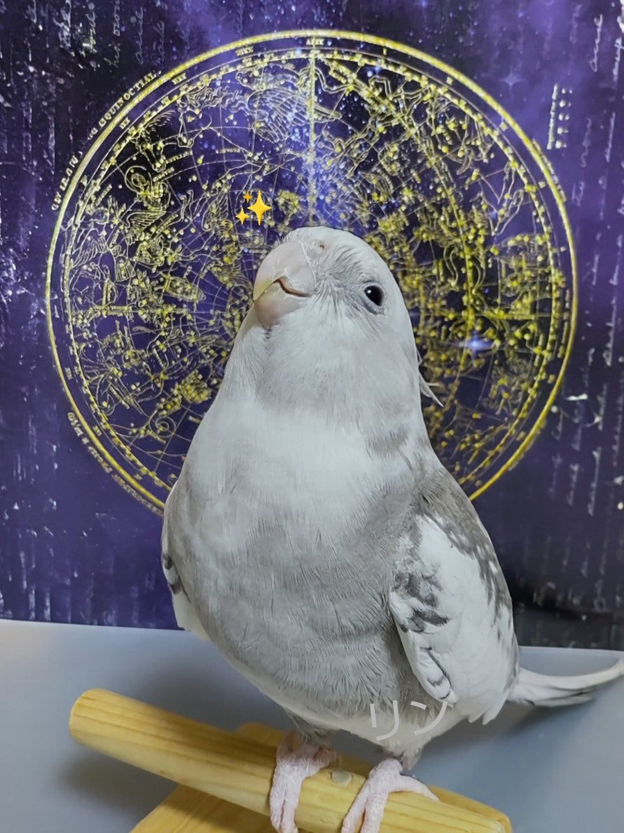 くーさん tweet media