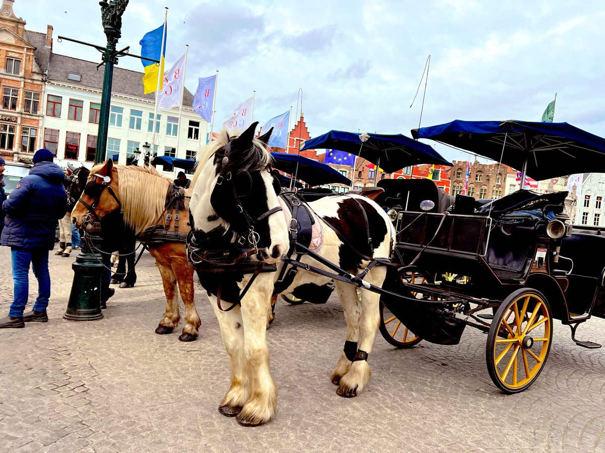 bir08967383's tweet image. Just horsing around.