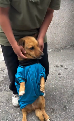 Smart Monkey tweet media