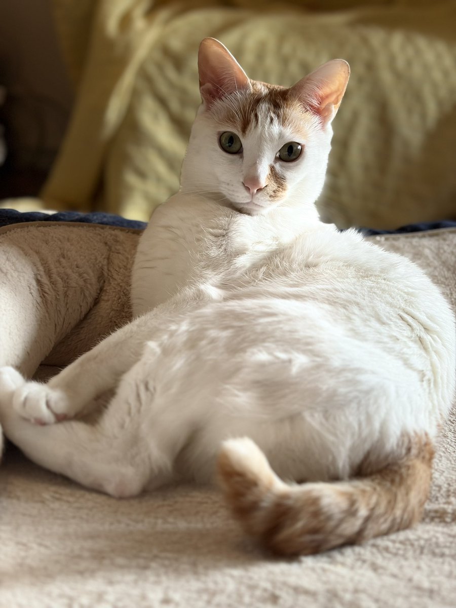 マチュカ・バー tweet media