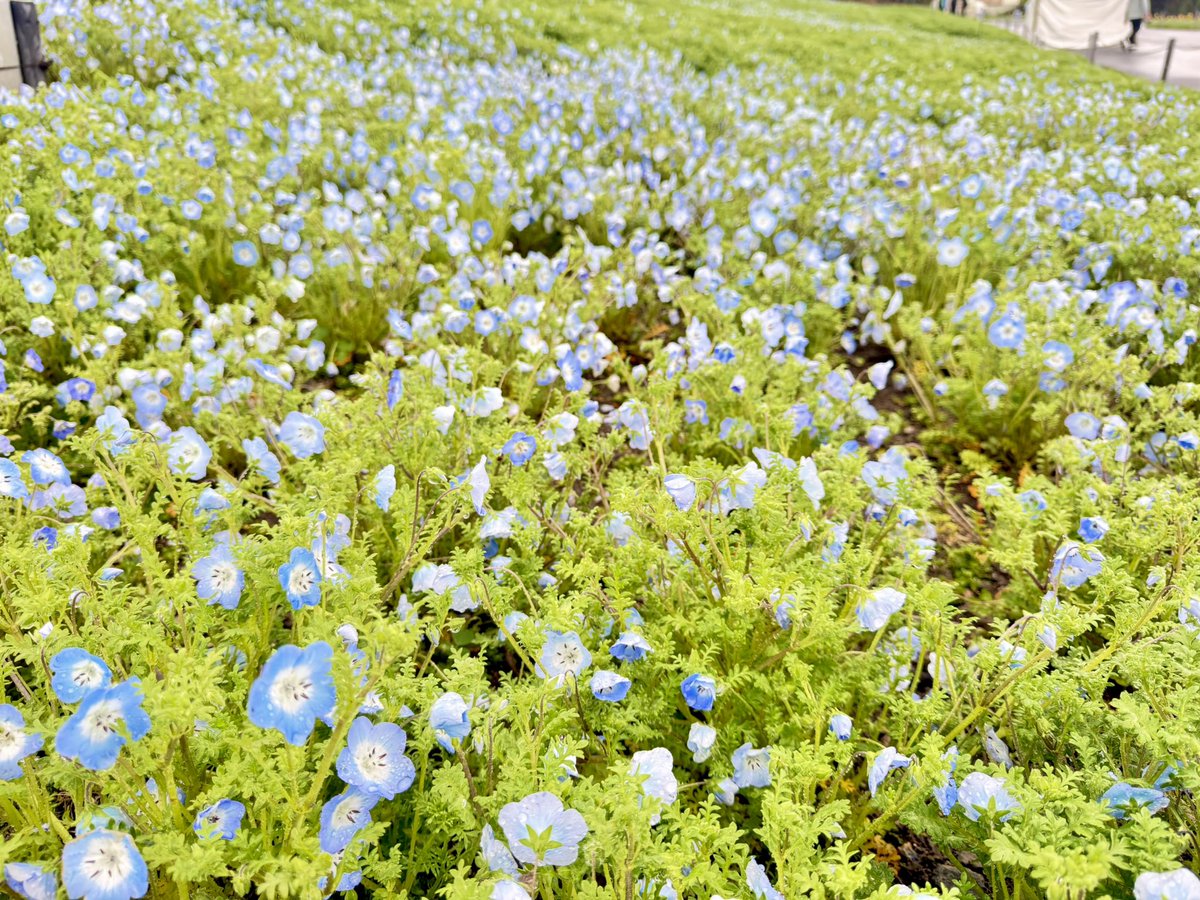 Osaka_Tabilog's tweet image. ＼いよいよ明日から開催🎉／
💙ネモフィラ祭り 2026💙

約44,000㎡の広大な敷地に
約100万株のネモフィラが咲き誇ります❕💙
海と空、そしてネモフィラが織りなす景色は、
この季節ならではの魅力です🌊✨

キッチンカーの出店やフォトコンテストなども実施予定🍴📸